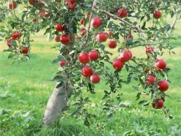 У каких сортов яблони самые крупные плоды Самое тяжелое яблоко в мире